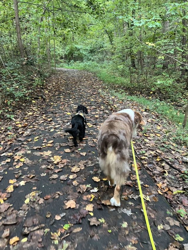 Photo Camilo shared with his review: his two dogs on a forest walk